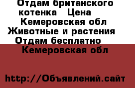 Отдам британского котенка › Цена ­ 1 - Кемеровская обл. Животные и растения » Отдам бесплатно   . Кемеровская обл.